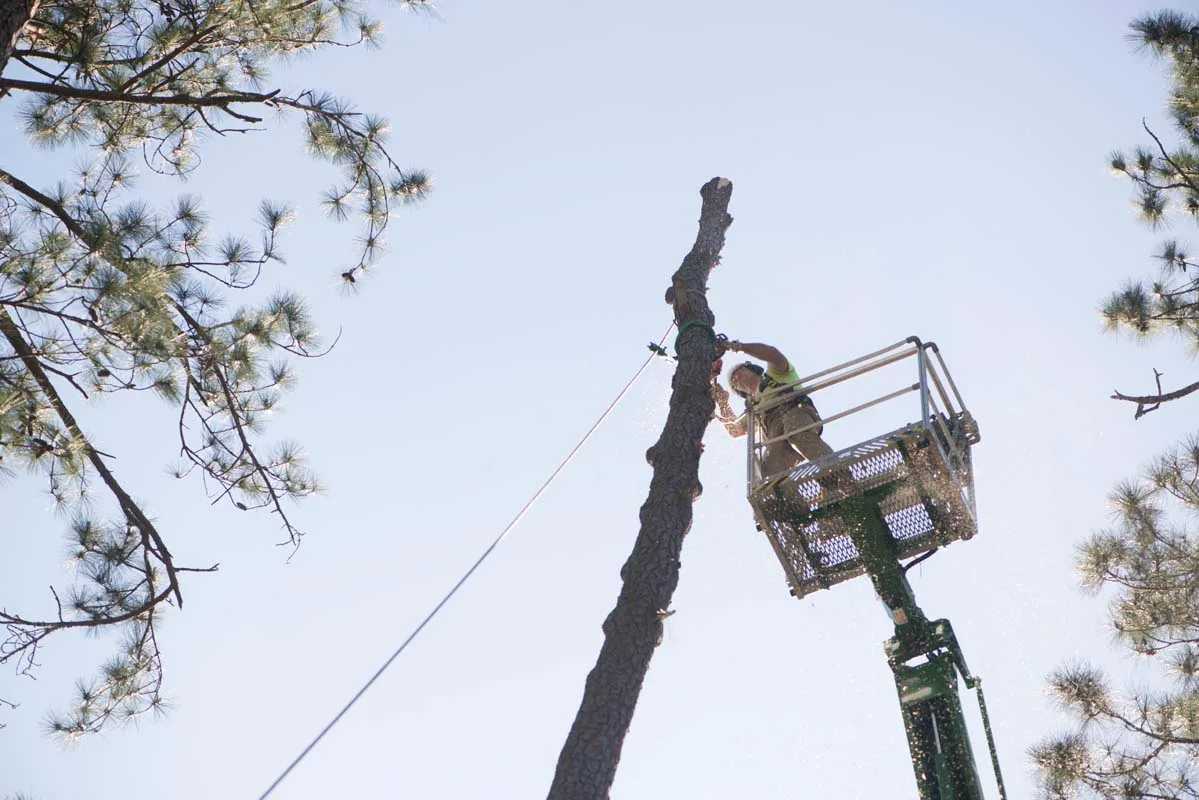 Worker in an aerial lift rigging a piece off a tall pine — tree removal in Jacksonville, FL by Jax Tree Removal