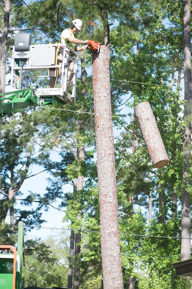 Jax Tree Removal arborist in a green aerial lift chainsaw-cutting the top off a tall pine, a cut log section dropping away — tree removal in Jacksonville, FL