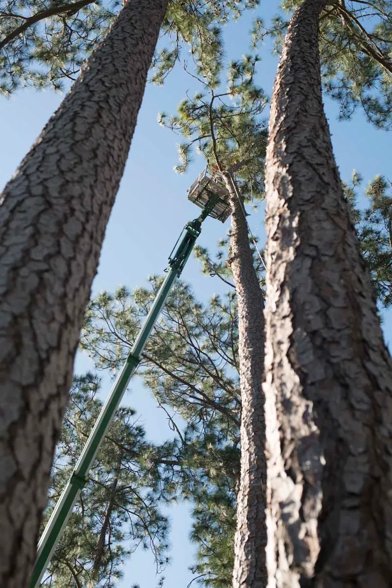 Jax Tree Removal arborist working from a green aerial lift high between two tall pines — tree removal in Jacksonville, FL