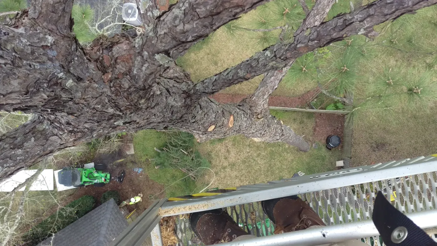 Aerial view down through the pine canopy to the crew below — tree removal in Jacksonville, FL by Jax Tree Removal