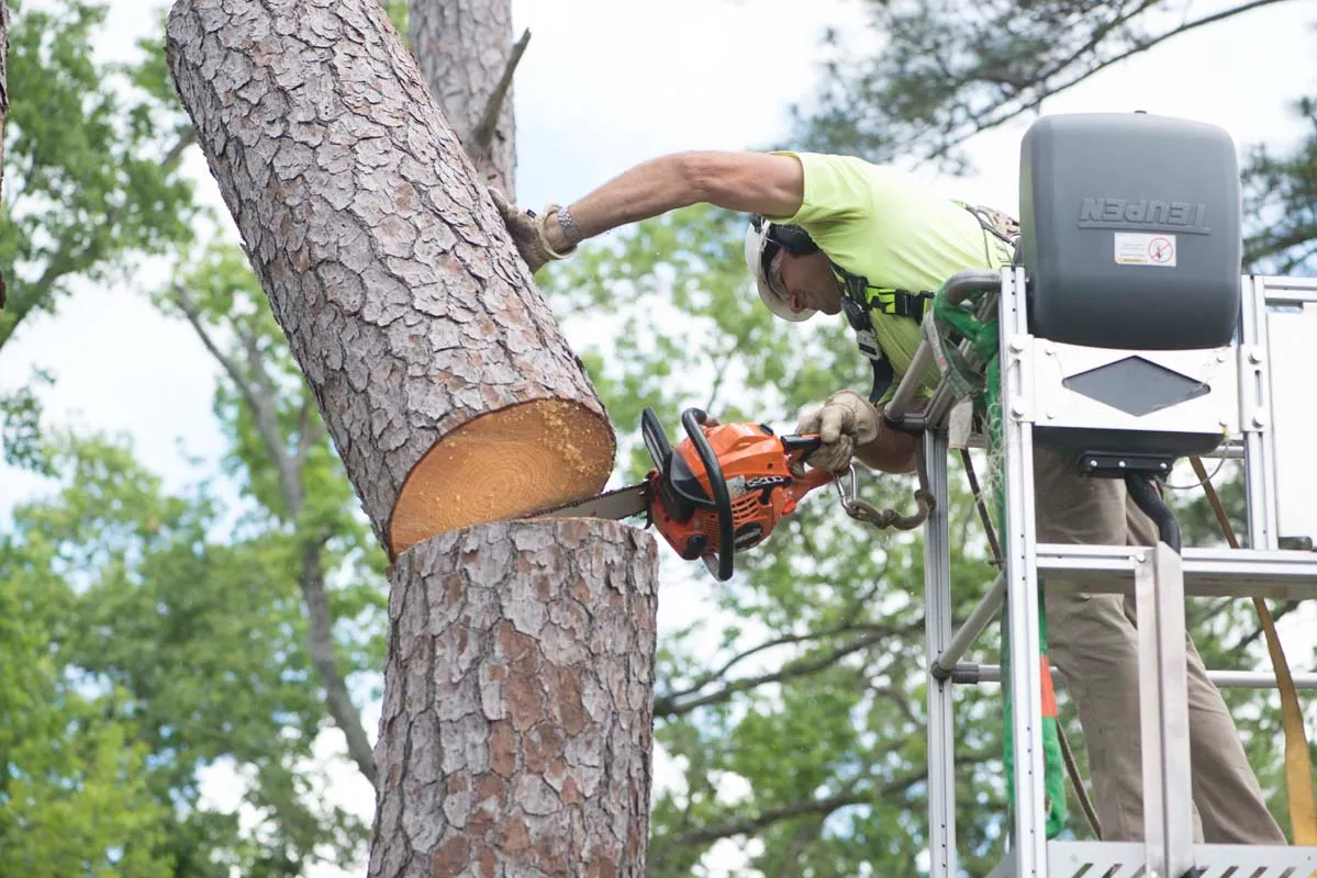 Arborist in an aerial lift cutting a pine over the water — tree removal in Jacksonville, FL by Jax Tree Removal