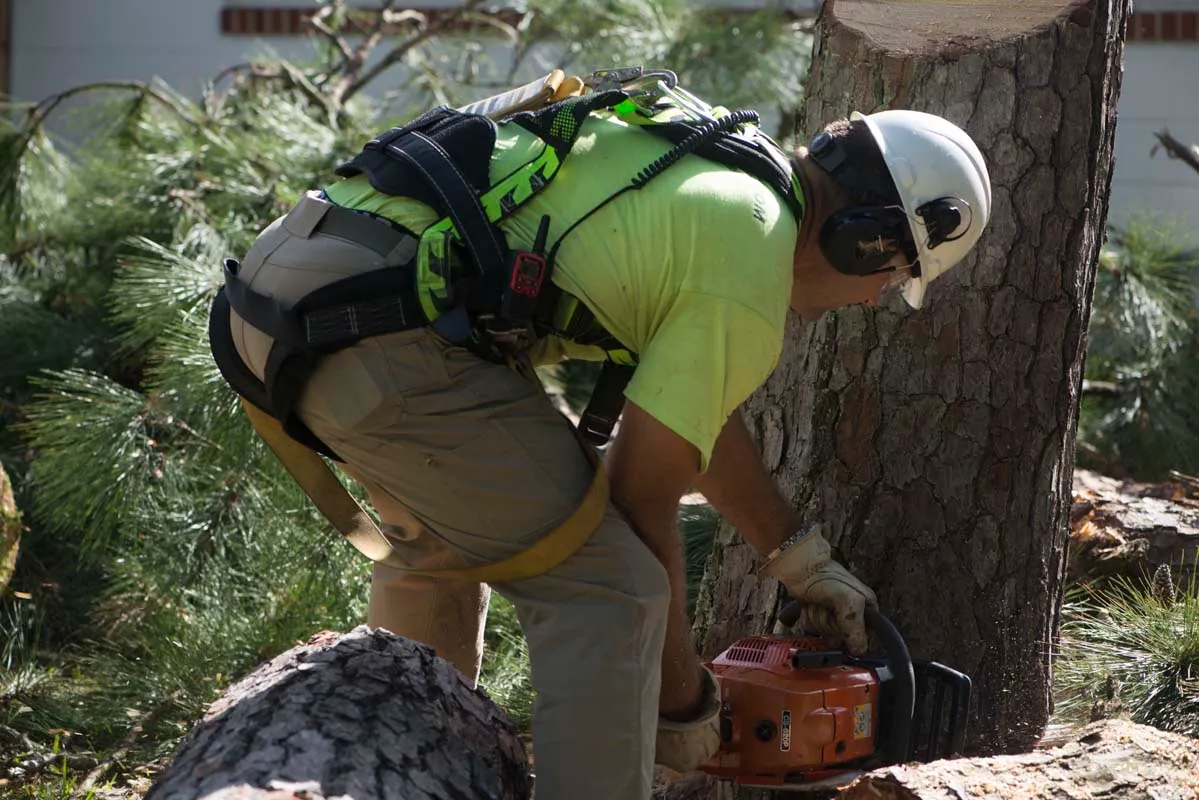 Harnessed arborist cutting a log with a chainsaw — tree service in Jacksonville, FL by Jax Tree Removal