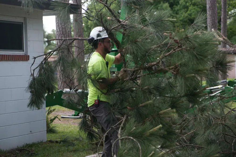 Arborist trimming a pine beside a home — tree trimming in Jacksonville, FL by Jax Tree Removal