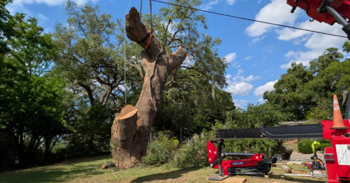 Crane lifting out a large tree trunk during a Jacksonville removal