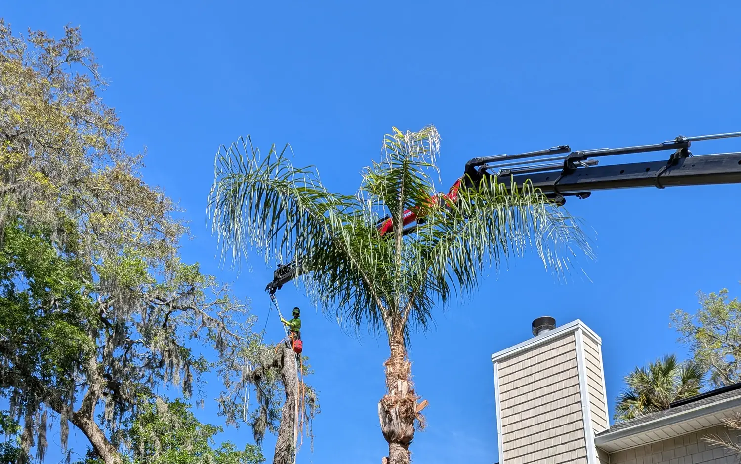 Climber removing a declining queen palm beside a Jacksonville home