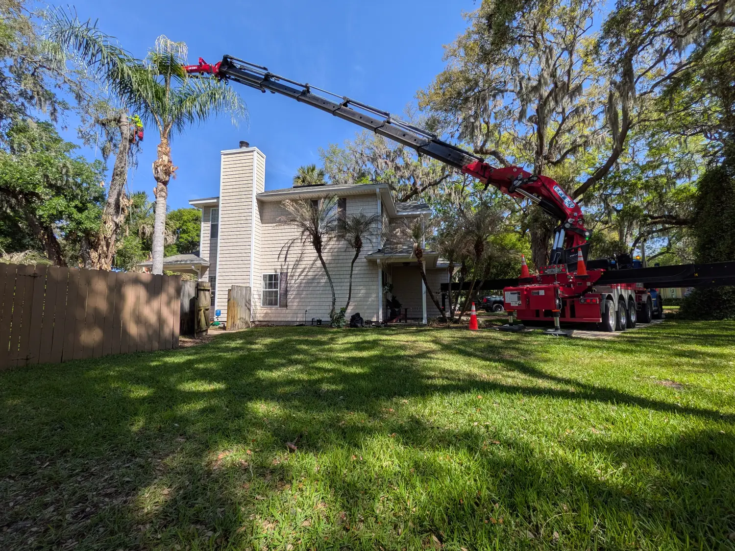 Climber servicing a queen palm during a Jacksonville palm job