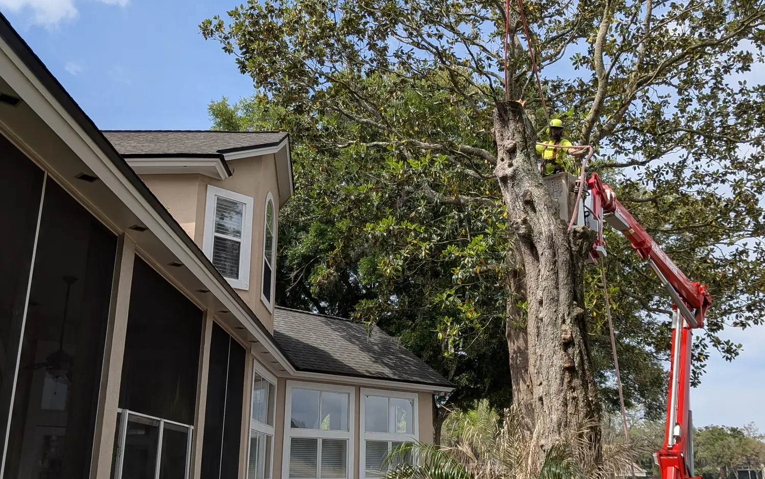 Crane-assisted care of a large oak beside an upscale Jacksonville home