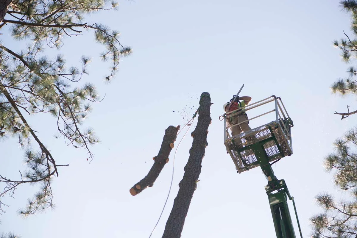 Aerial lift lowering a cut limb — tree removal in Jacksonville, FL by Jax Tree Removal