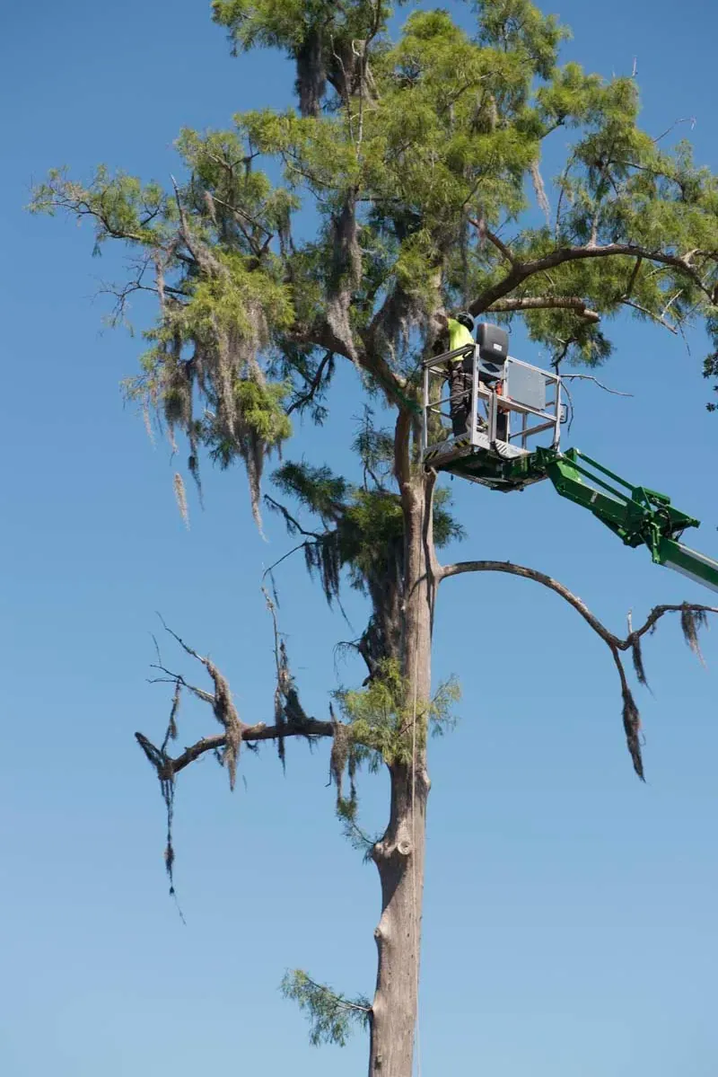 Aerial lift high in a pine canopy — tree removal in Jacksonville, FL by Jax Tree Removal