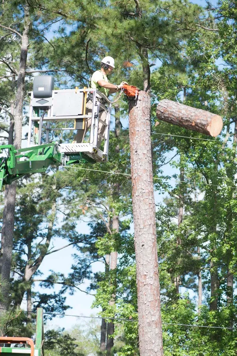 Aerial lift rigging a large limb — tree removal in Jacksonville, FL by Jax Tree Removal