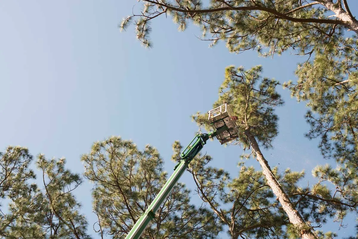 Aerial lift reaching into tall pines — tree removal in Jacksonville, FL by Jax Tree Removal