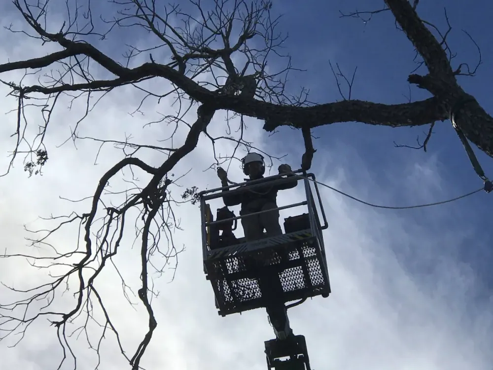 Worker in an aerial lift silhouetted against a mossy oak — tree service in Jacksonville, FL by Jax Tree Removal