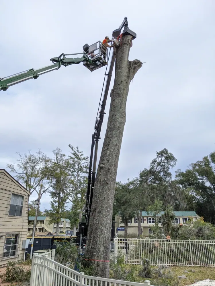 Jax Tree Removal crew removing a tall dead tree with a tracked aerial lift at a Jacksonville apartment complex, multi-family buildings behind