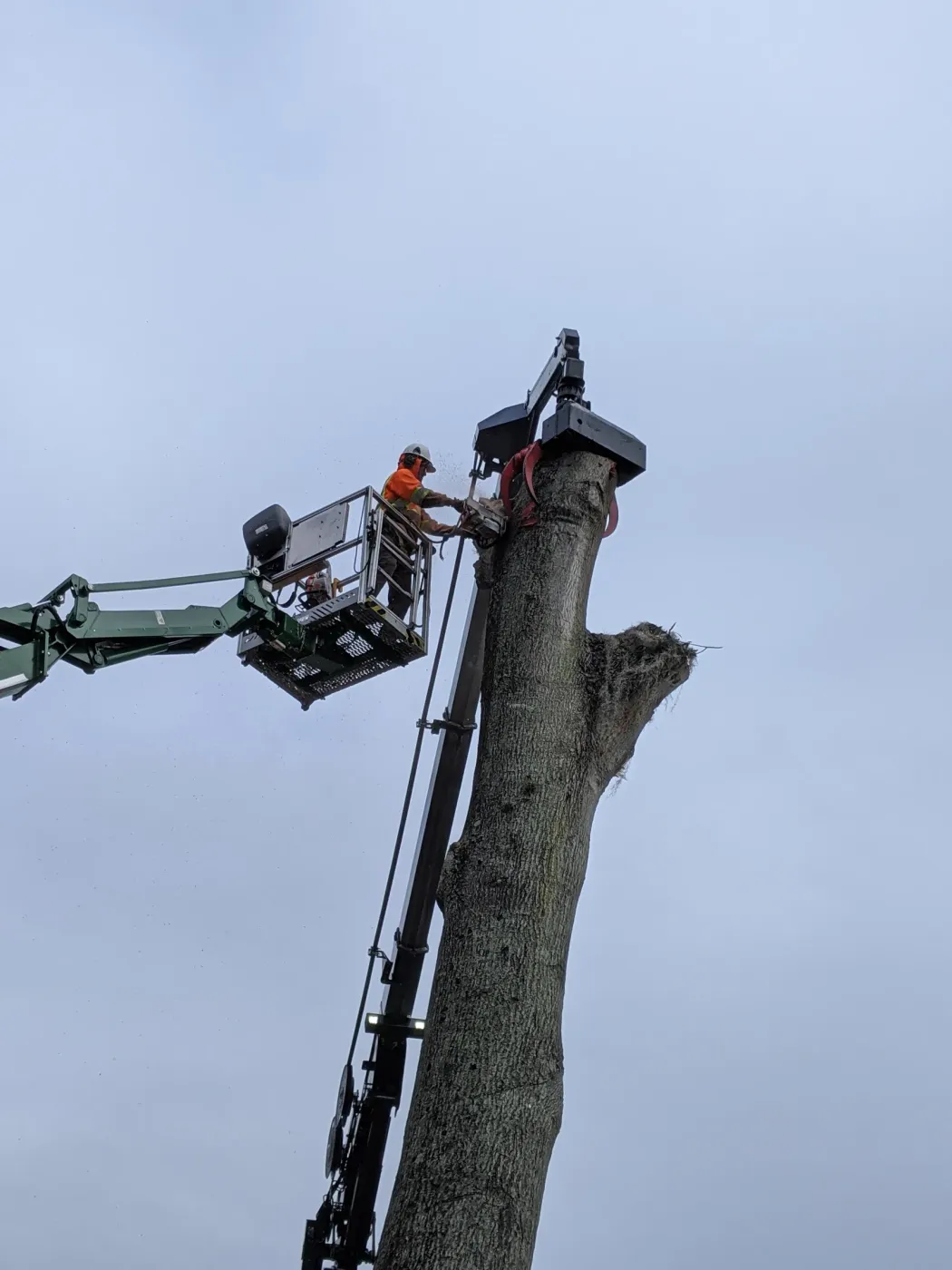 Crane holding a suspended trunk as a climber cuts — crane tree removal in Jacksonville, FL by Jax Tree Removal