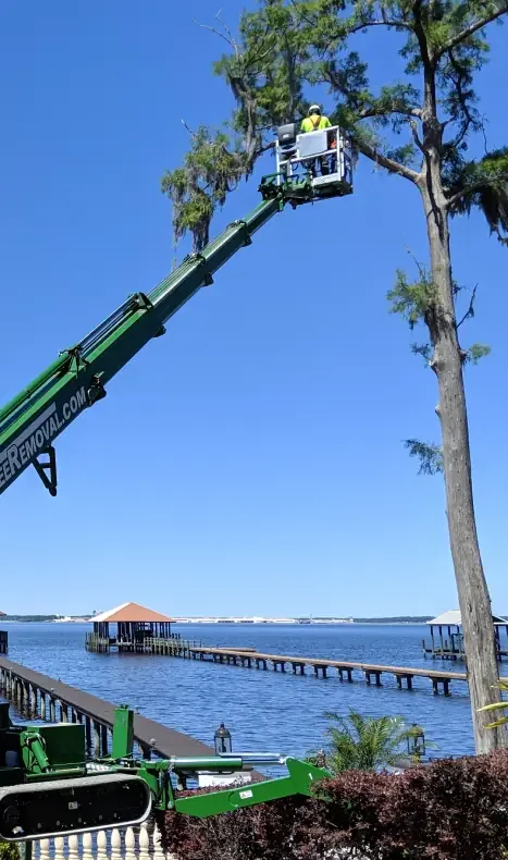 Jax Tree Removal boom lift trimming a cypress over the river in Jacksonville, FL
