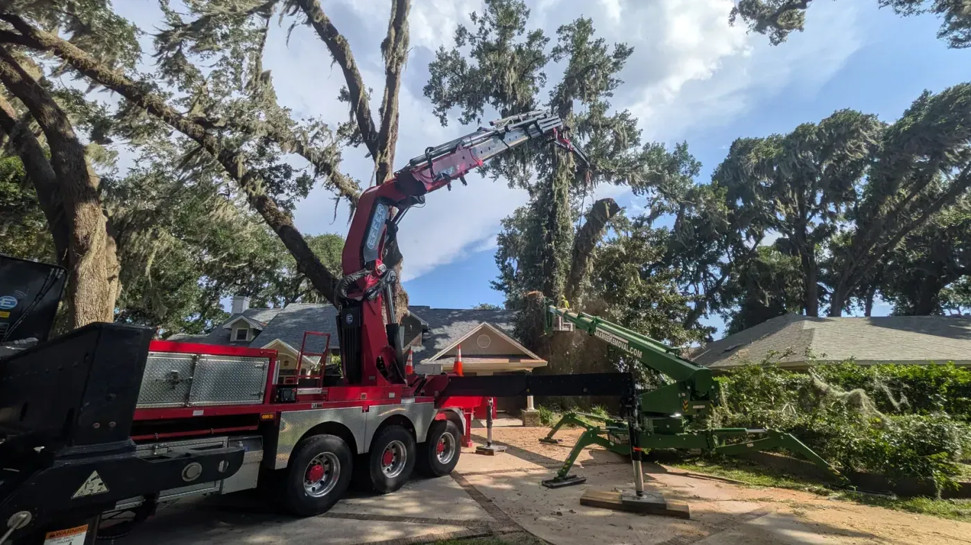 Red Effer crane truck and green spider-lift with a climber in the aerial lift removing a large live oak beside a Jacksonville home — Jax Tree Removal