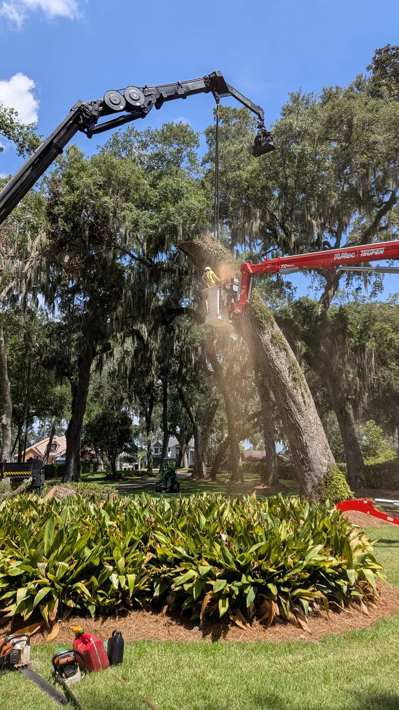 Jax Tree Removal crane and red spider-lift removing a large leaning moss-draped live oak, a climber cutting from the aerial basket, Jacksonville FL