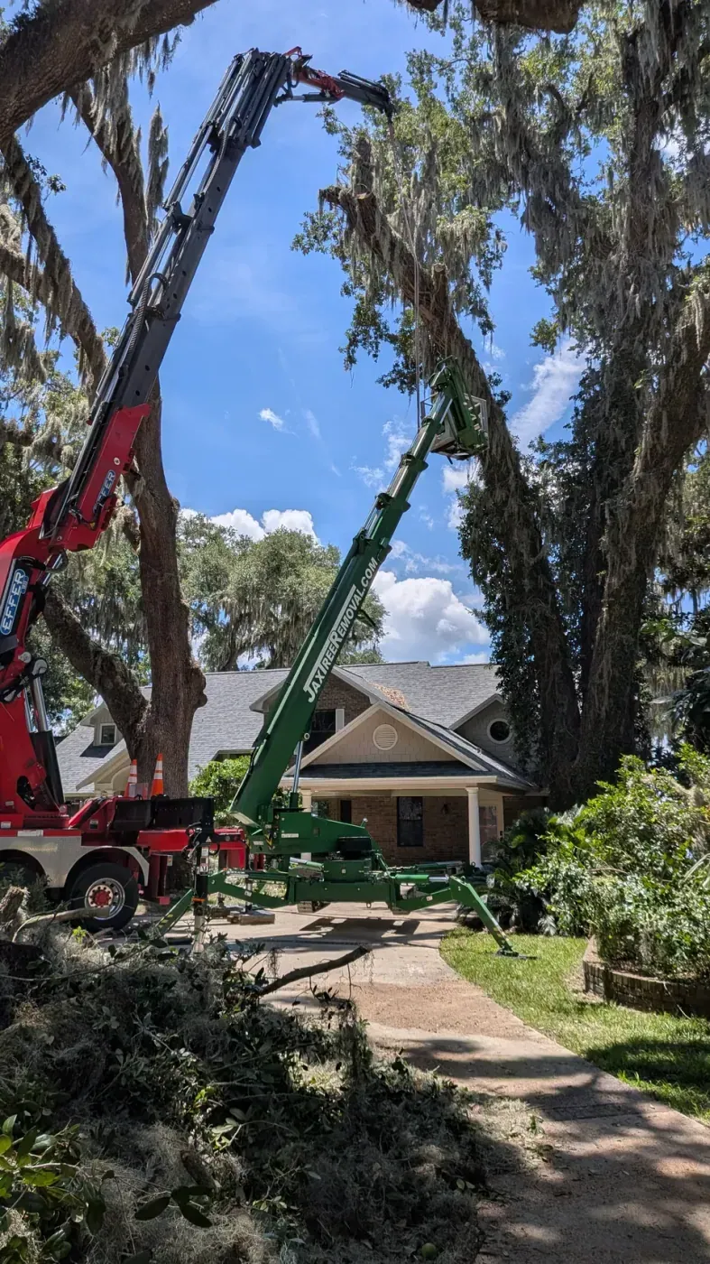 Red crane and green tracked spider-lift working a towering Spanish-moss live oak together over a Jacksonville home — crane tree removal by Jax Tree Removal