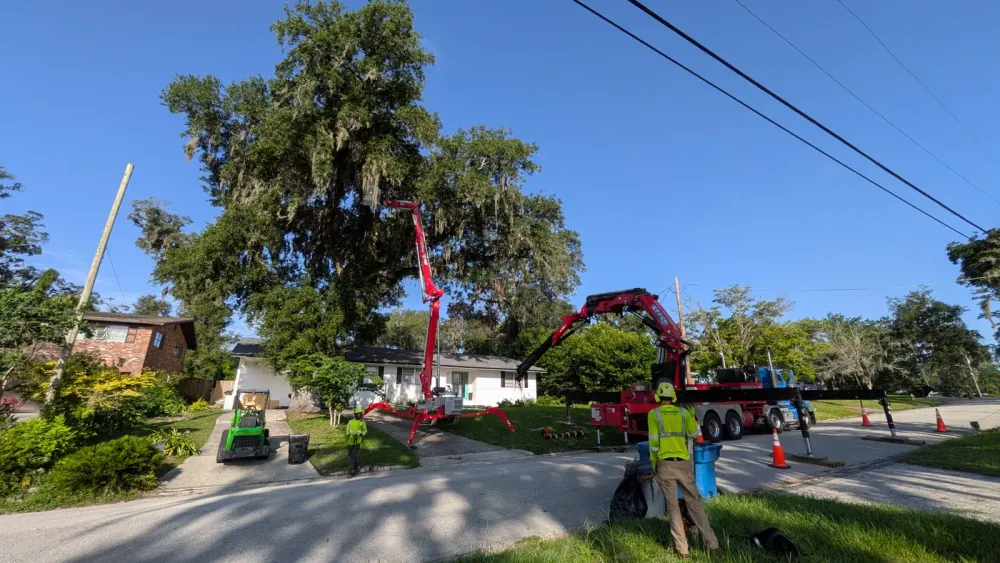 Jax Tree Removal red spider lift raising a climber into a large live oak, a green mini loader on the driveway and a red Effer crane truck staged on the street in Jacksonville, FL