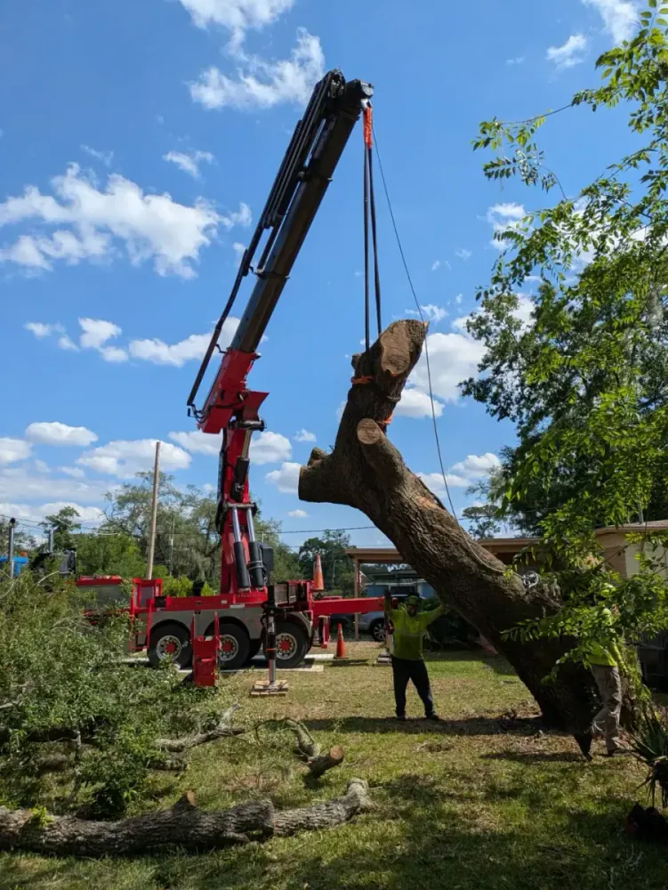 Jax Tree Removal red knuckle-boom crane hoisting a large strapped oak trunk section while a hi-vis groundman guides it, Jacksonville, FL