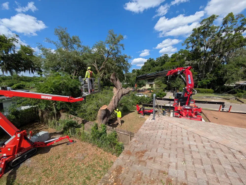 Jax Tree Removal climber cutting a standing oak trunk from a red Teupen spider lift while a red Effer knuckle-boom crane sets up nearby, Jacksonville, FL