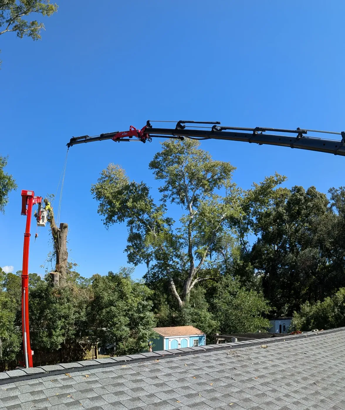 Jax Tree Removal red Effer knuckle-boom crane and a red aerial lift with a climber topping a bare oak trunk, seen over a rooftop against blue sky in Jacksonville, FL