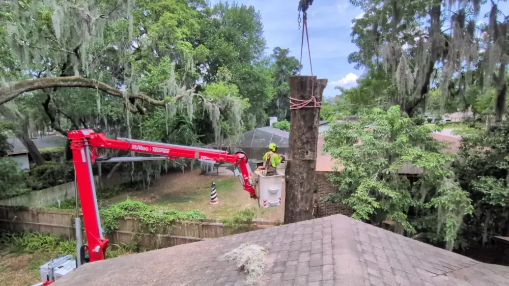 Rooftop view of an aerial lift positioning a worker beside a topped tree trunk during a Jacksonville, FL tree removal