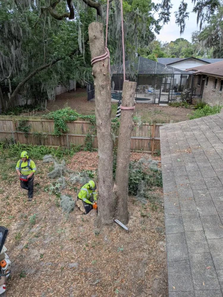 Two Jax Tree Removal climbers cutting a rigged double-trunk oak in a fenced backyard beside a screened pool in Jacksonville, FL