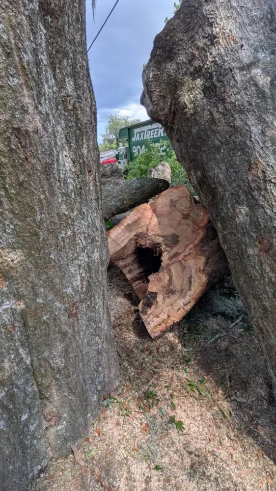 Hollow, decayed cross-section of a felled oak trunk with a Jax Tree Removal truck in the background in Jacksonville, FL