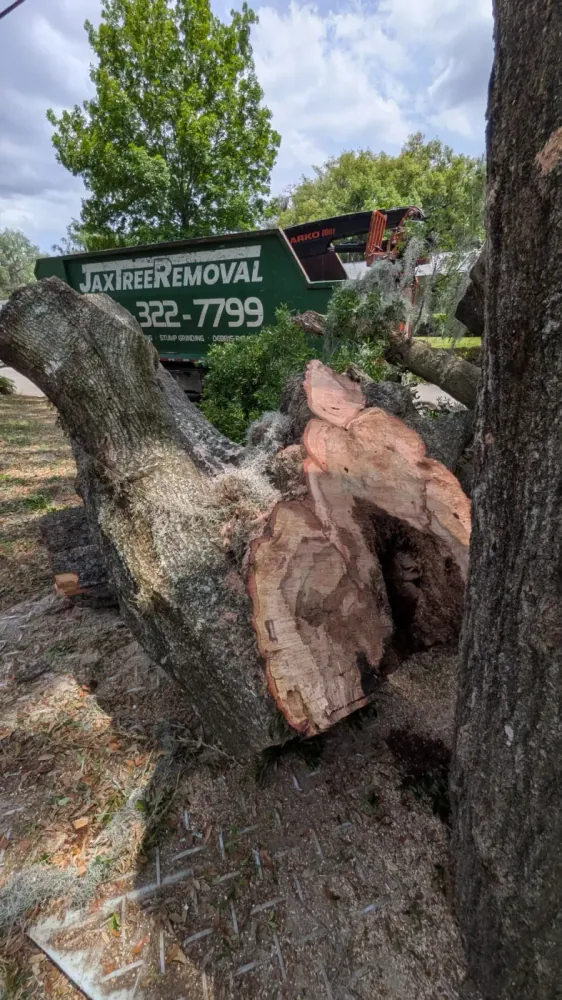 Large felled oak trunk showing internal rot beside a branded Jax Tree Removal dump truck in Jacksonville, FL