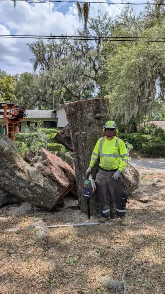 Jax Tree Removal crew member with a chainsaw standing beside a massive cut oak trunk for scale in Jacksonville, FL