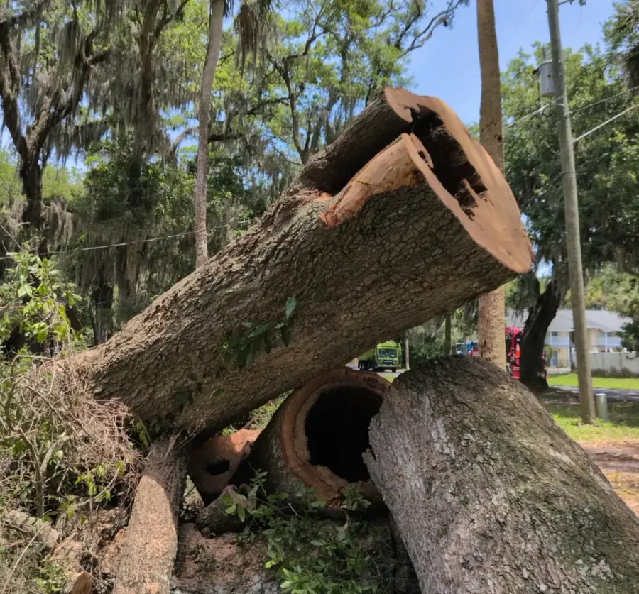 Massive felled oak trunk revealing a large hollow, rotted cavity after removal in Jacksonville, FL
