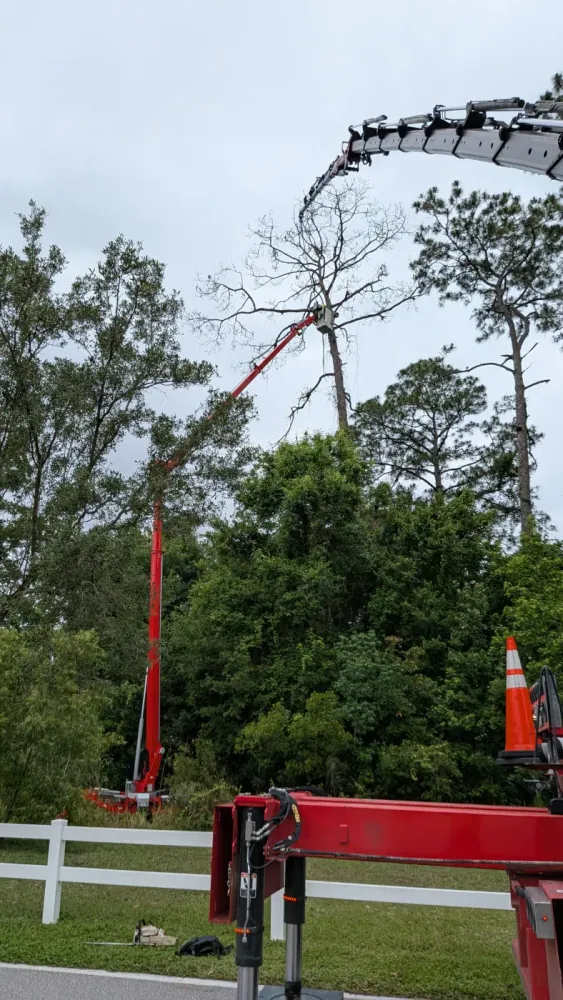 Crane boom and red aerial lift reaching a tall dead pine during a roadside tree removal in Jacksonville, FL