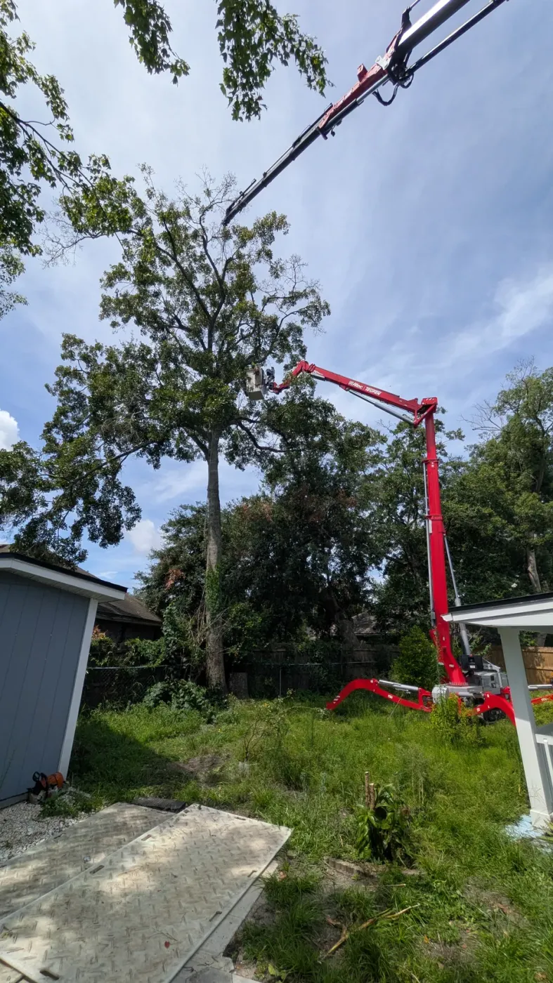 Red Teupen spider-lift reaching a tall backyard oak with a climber in the aerial lift — tree removal in Jacksonville, FL by Jax Tree Removal