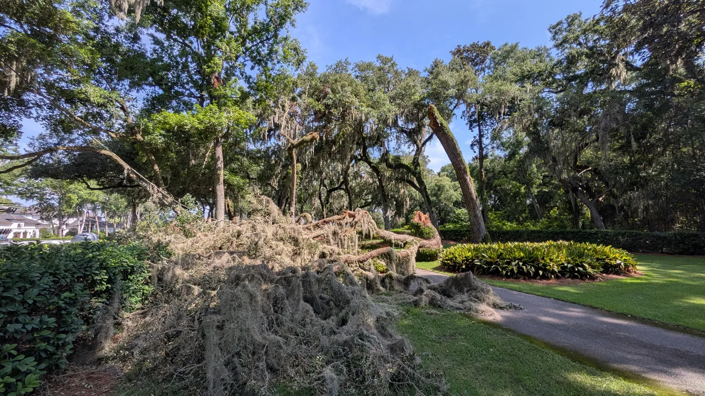 A large storm-split live oak limb fallen across a manicured lawn and cart path draped in Spanish moss at a Jacksonville property — Jax Tree Removal