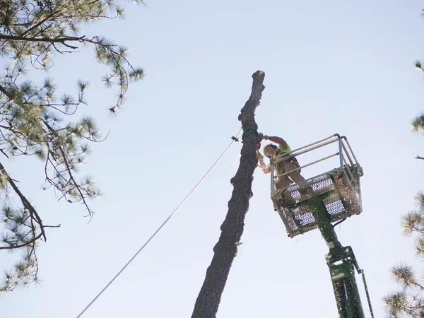 Worker in an aerial lift rigging a piece off a tall pine — tree removal in Jacksonville, FL by Jax Tree Removal