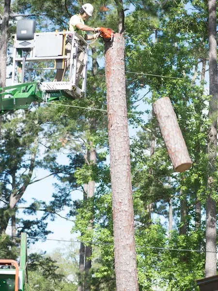 Jax Tree Removal arborist in a green aerial lift chainsaw-cutting the top off a tall pine, a cut log section dropping away — tree removal in Jacksonville, FL
