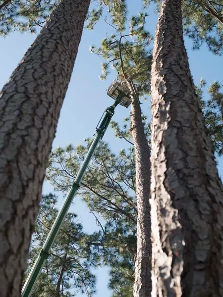 Jax Tree Removal arborist working from a green aerial lift high between two tall pines — tree removal in Jacksonville, FL