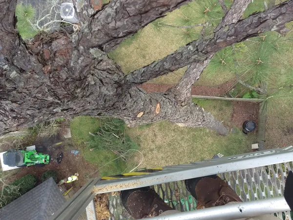 Aerial view down through the pine canopy to the crew below — tree removal in Jacksonville, FL by Jax Tree Removal