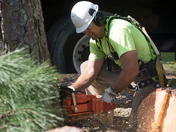 Arborist bucking a log with a chainsaw by the truck — tree service in Jacksonville, FL by Jax Tree Removal