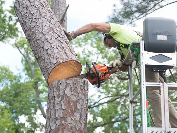 Arborist in an aerial lift cutting a pine over the water — tree removal in Jacksonville, FL by Jax Tree Removal