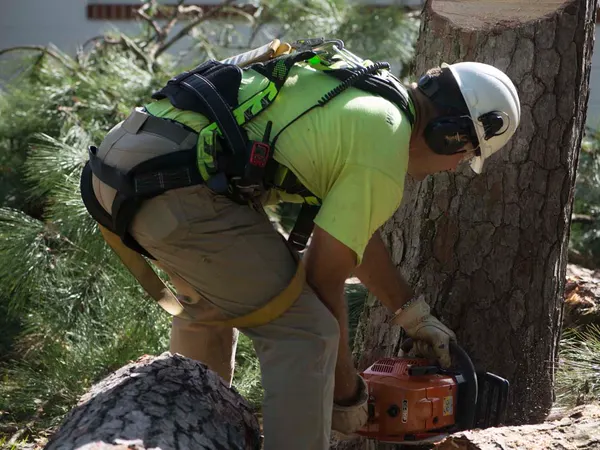 Harnessed arborist cutting a log with a chainsaw — tree service in Jacksonville, FL by Jax Tree Removal