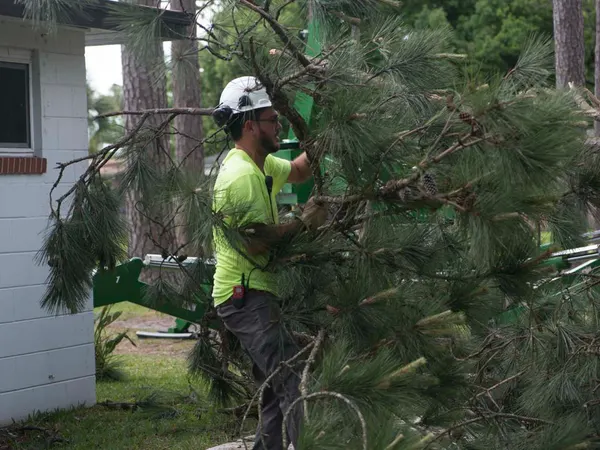 Arborist trimming a pine beside a home — tree trimming in Jacksonville, FL by Jax Tree Removal
