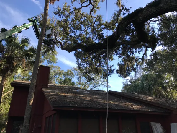 Aerial lift reaching a live oak over a house — tree service in Jacksonville, FL by Jax Tree Removal
