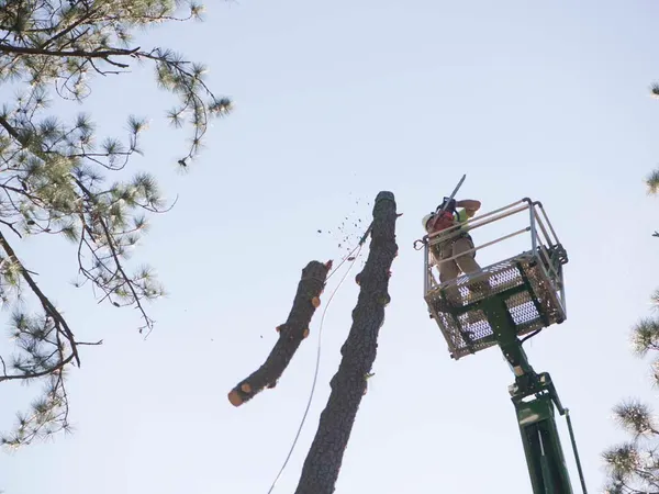 Aerial lift lowering a cut limb — tree removal in Jacksonville, FL by Jax Tree Removal