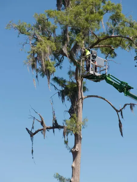 Aerial lift high in a pine canopy — tree removal in Jacksonville, FL by Jax Tree Removal