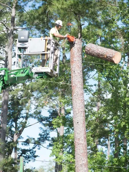 Aerial lift rigging a large limb — tree removal in Jacksonville, FL by Jax Tree Removal