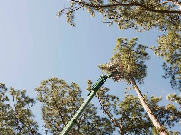 Aerial lift reaching into tall pines — tree removal in Jacksonville, FL by Jax Tree Removal