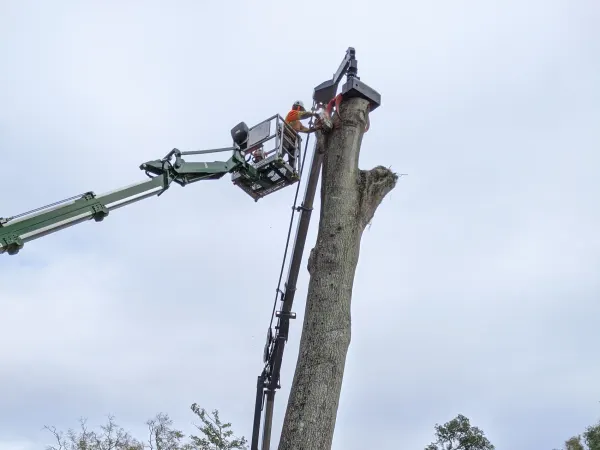 Crane removing a tall tree at an apartment complex — tree removal in Jacksonville, FL by Jax Tree Removal