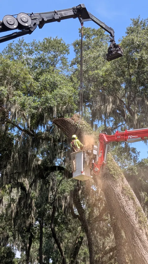 Jax Tree Removal climber cutting a moss-draped oak from the aerial lift basket while the crane grapple hoists a trunk section overhead, Jacksonville FL